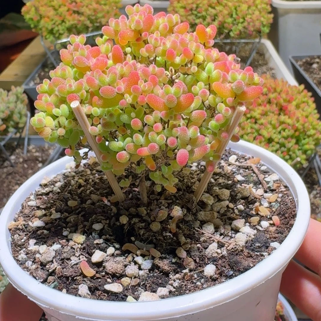 蜜橘糖球枝干番杏215