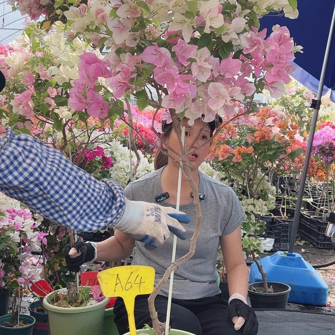 偶***然大部分花苞少量开放A64广红樱