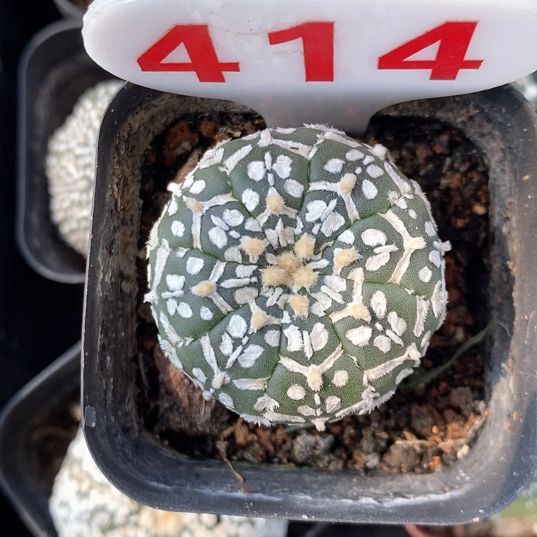 414v兜系列福利来啦