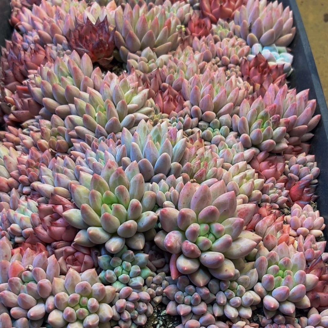 昕***和261多肉的小龙虾和一