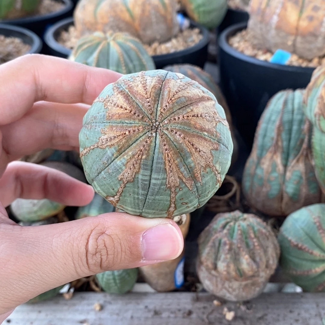 1欧米实生布纹球多肉植物