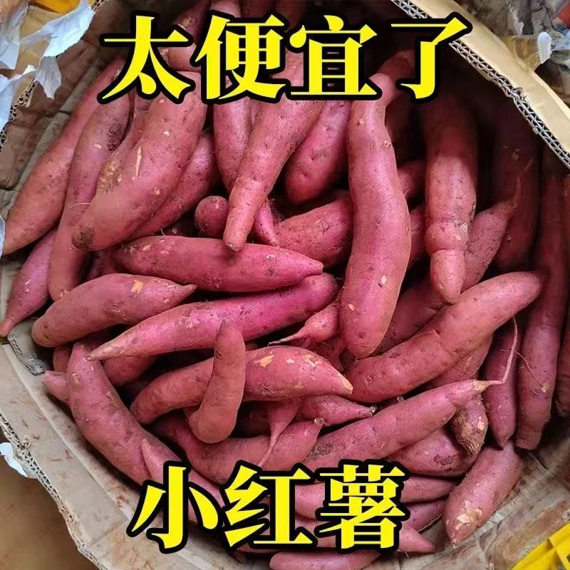 遂宁正宗高地黄心蜜薯软糯香甜沙地糖心新鲜现挖烤红薯