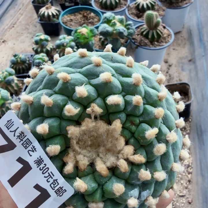 *****无花朵711自根十三楞佛头仙