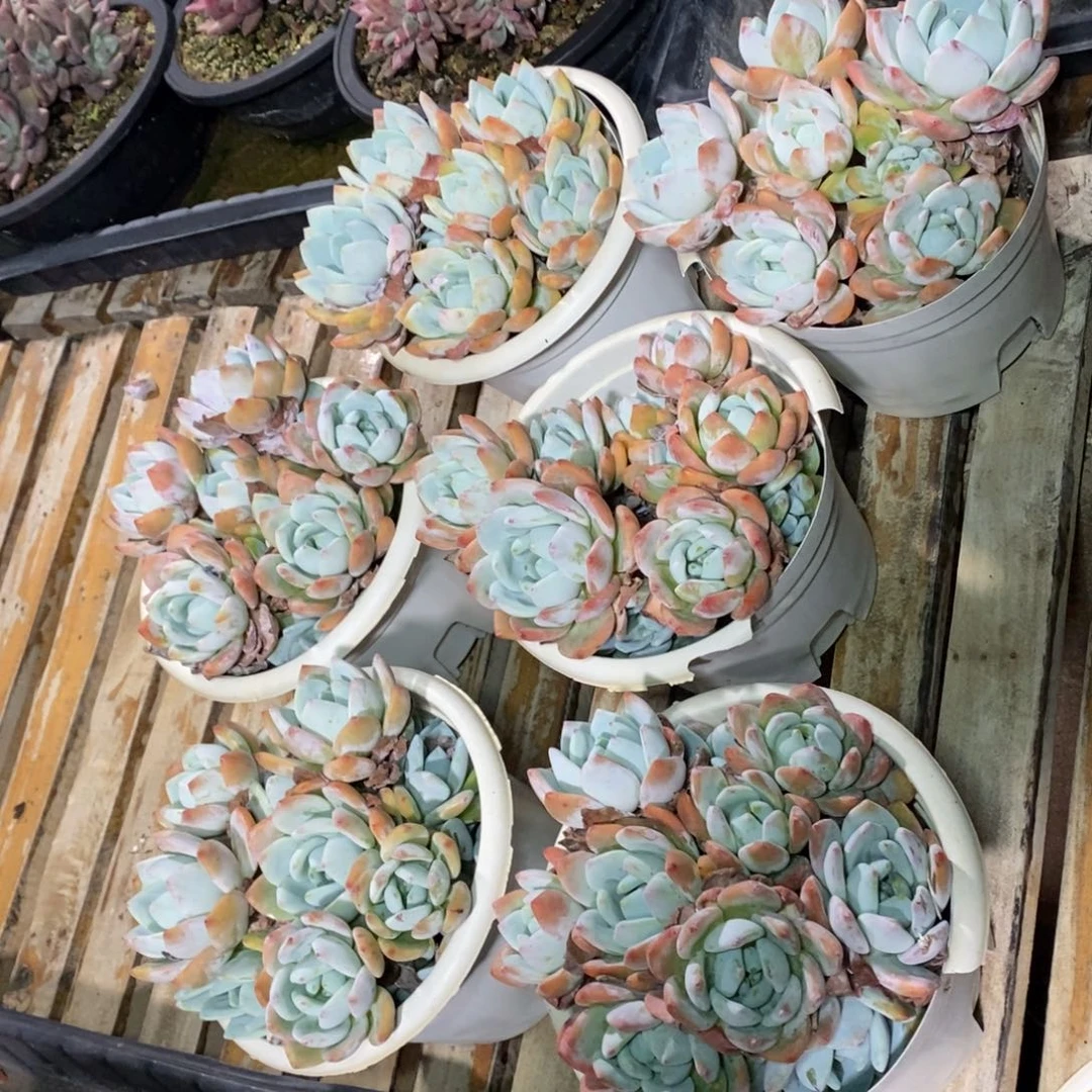 啊军喵多肉平头冷香群