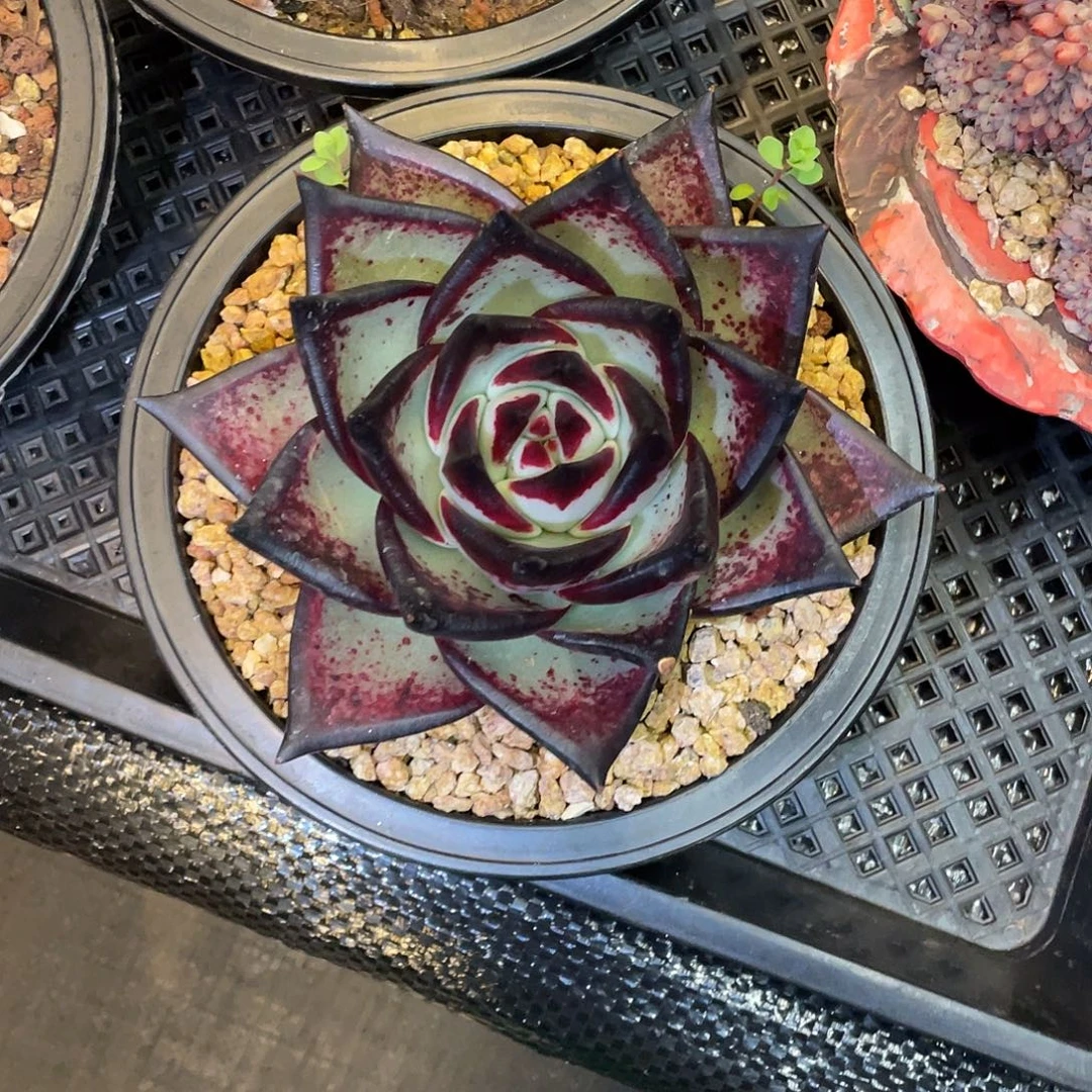多肉植物一物一拍