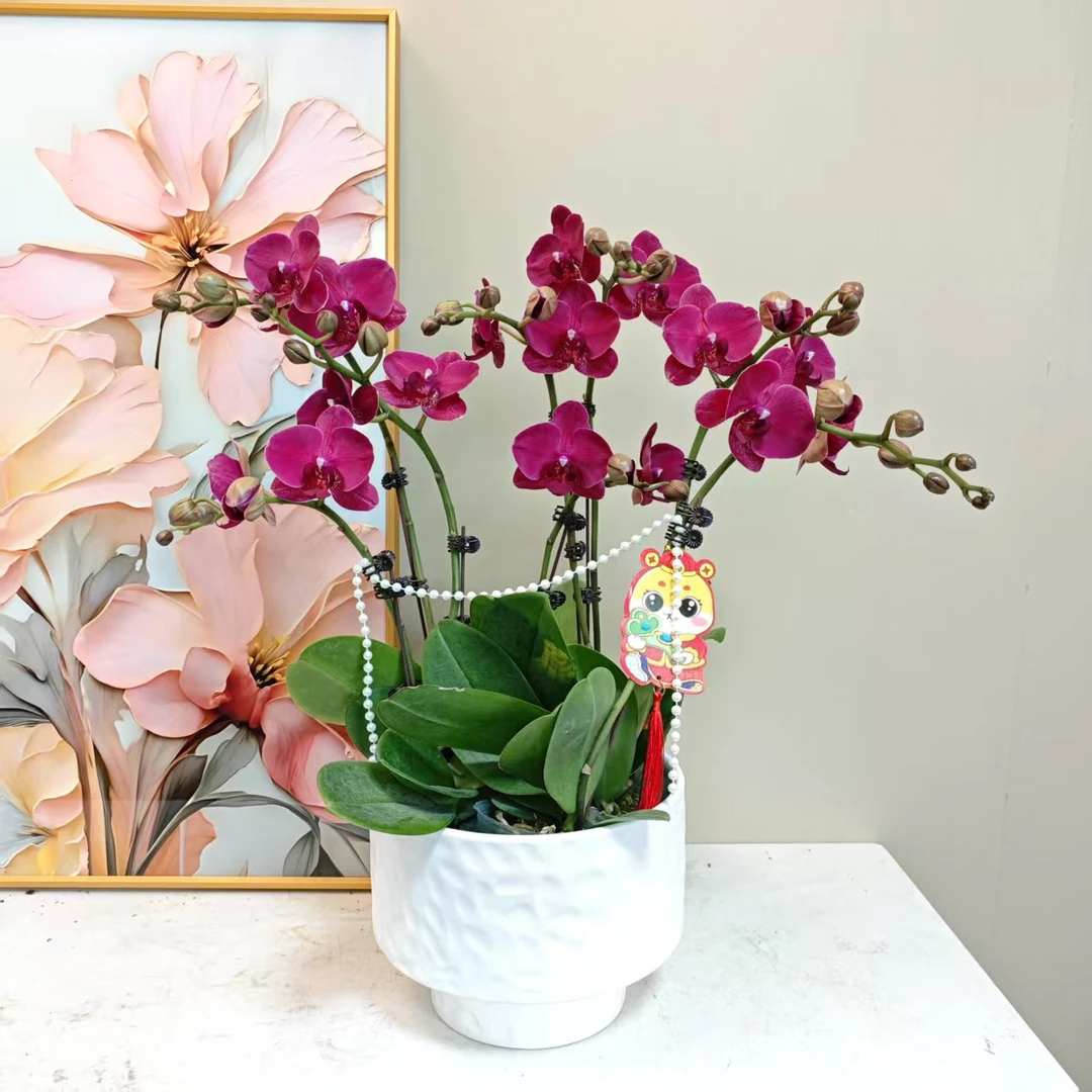 A+级【法国红酒】精品 蝴蝶兰