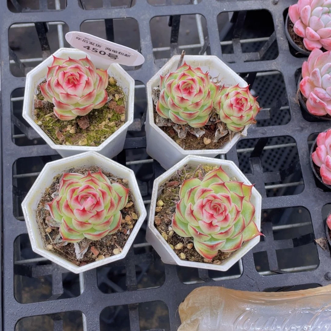 450号勾魂仙子一个