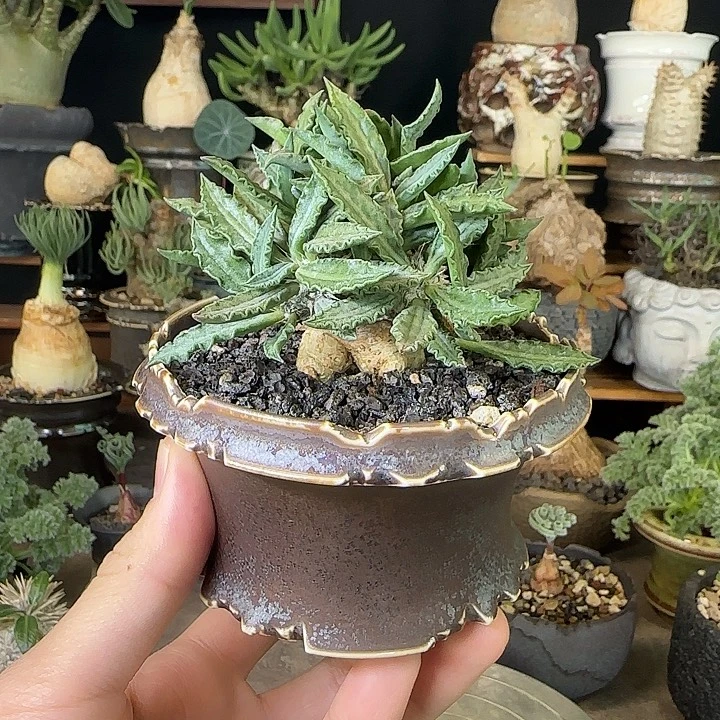 一物一拍图拉大戟290