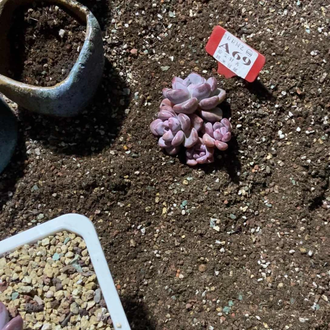 @****多肉植物等植物的营养