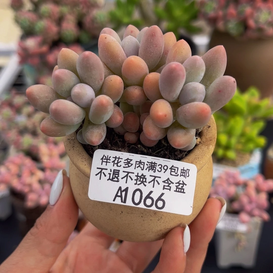 066-黄金手指奶酪多肉5cm