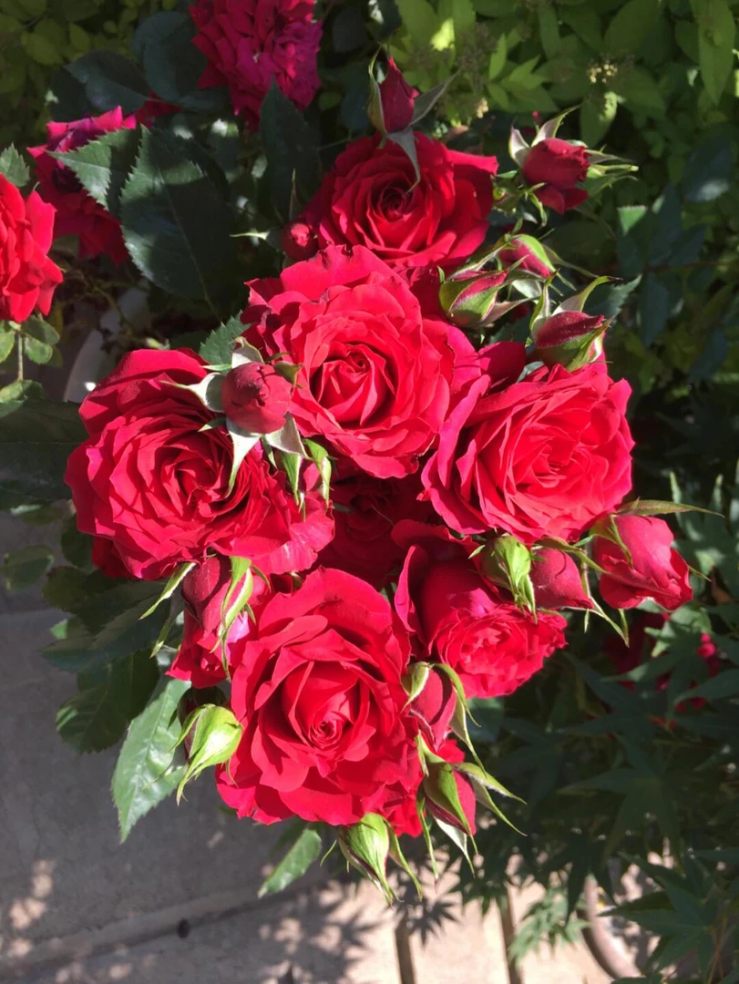 云南昆明的爬藤娜塔莉月季花苗，开花，玫瑰花大花，爬藤爬藤月季