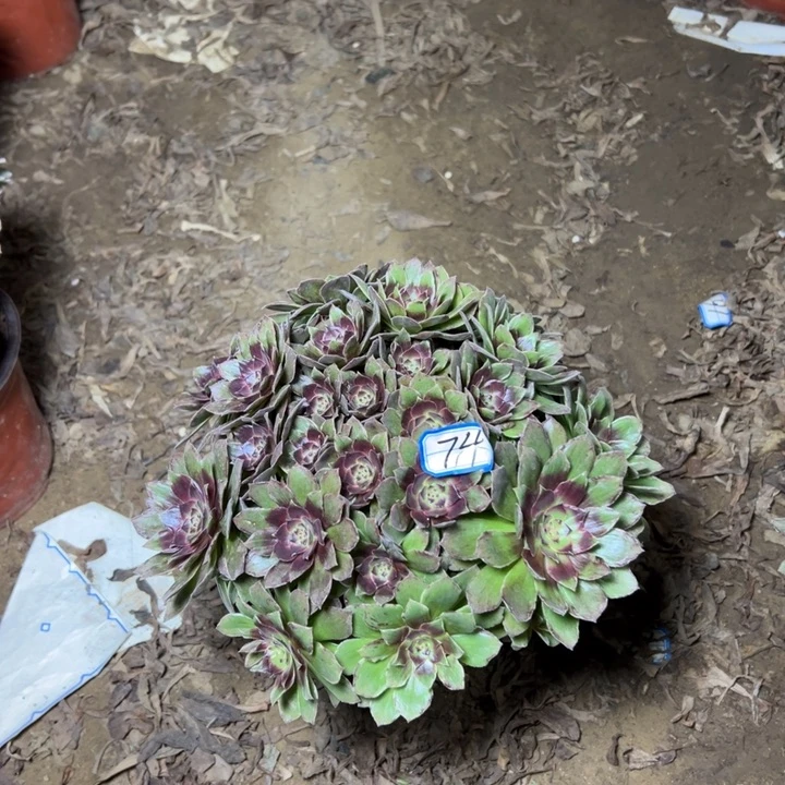 多肉植物红霞法师74