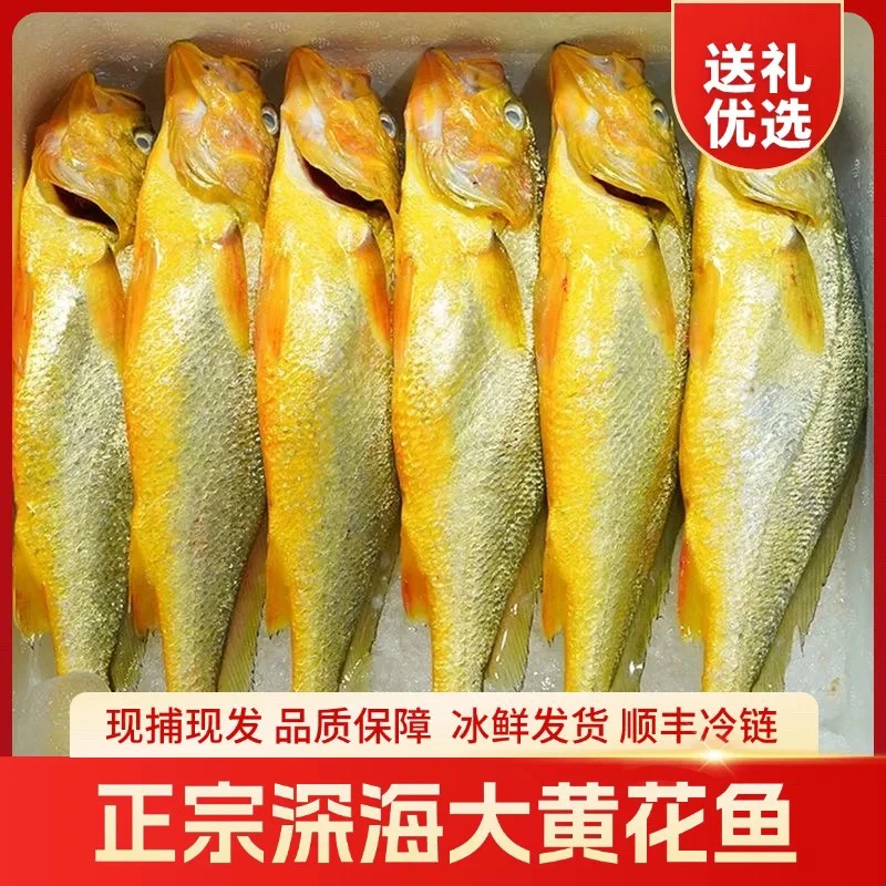 深海野生 黄花鱼 小黄鱼