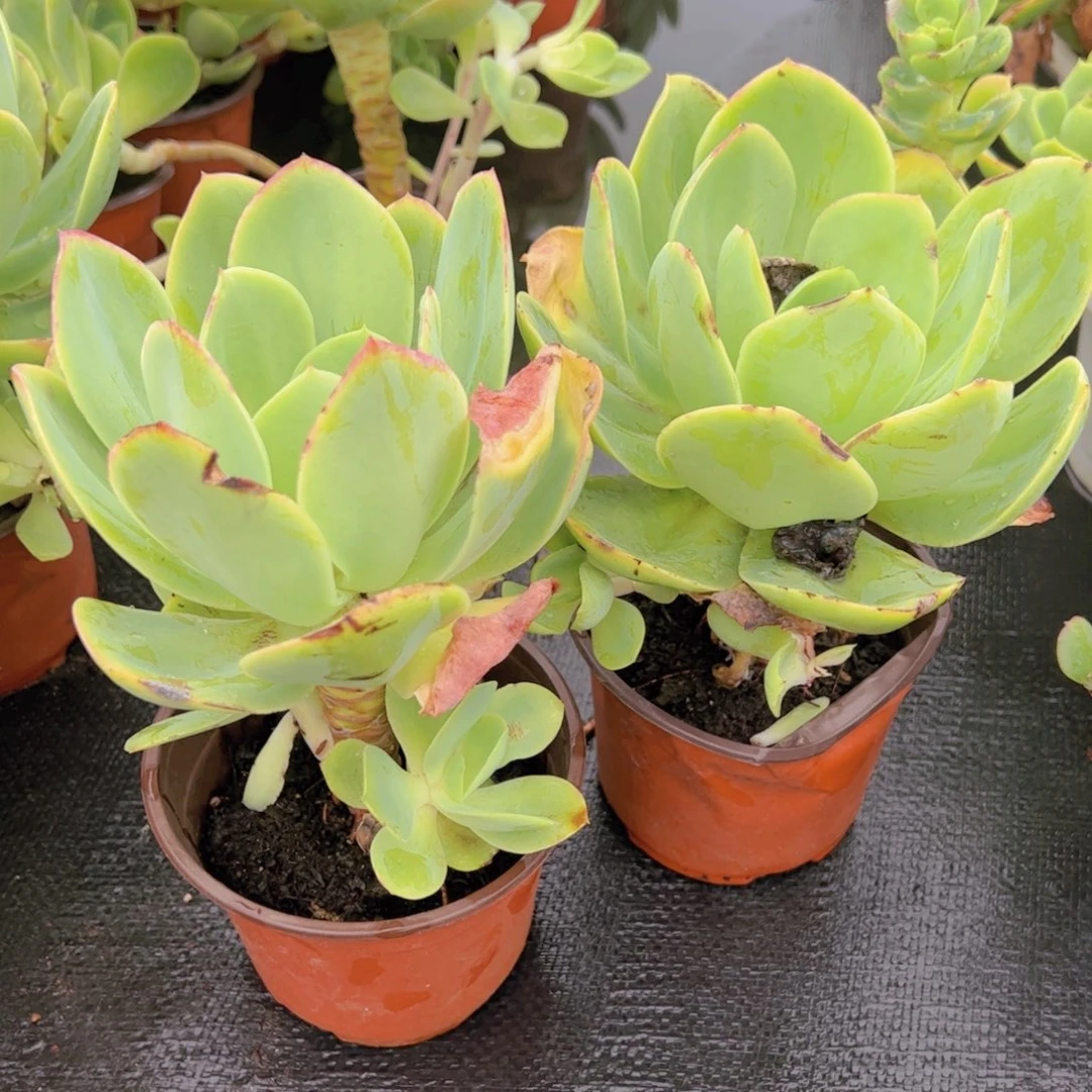 骑兵碧桃大单头两盆