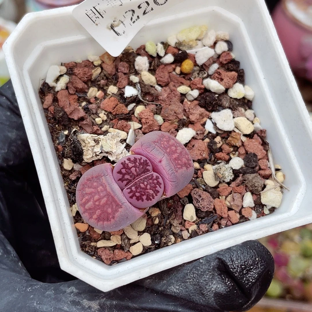 生石花满18包邮20-35