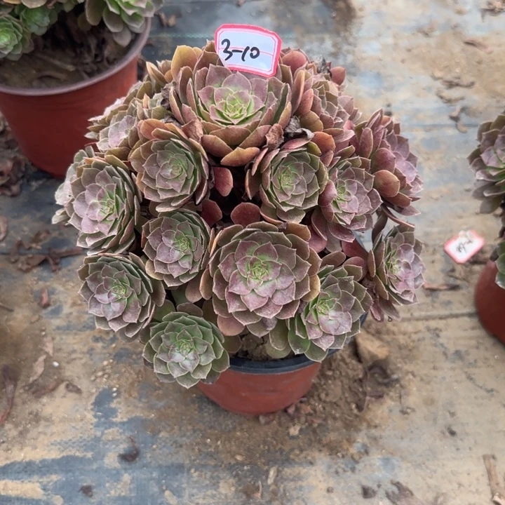 3-10赤焰莲不包断肢