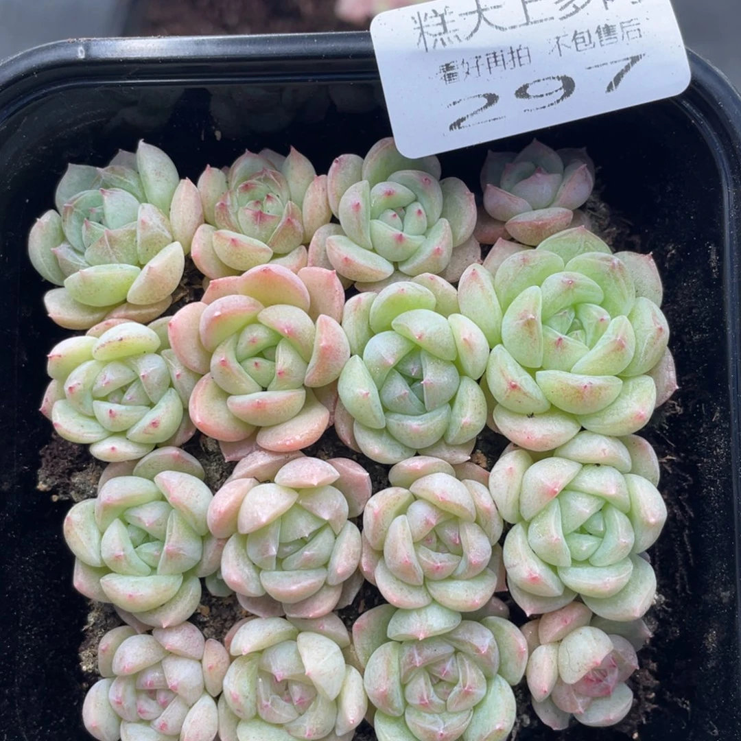 糕大上多肉植物297