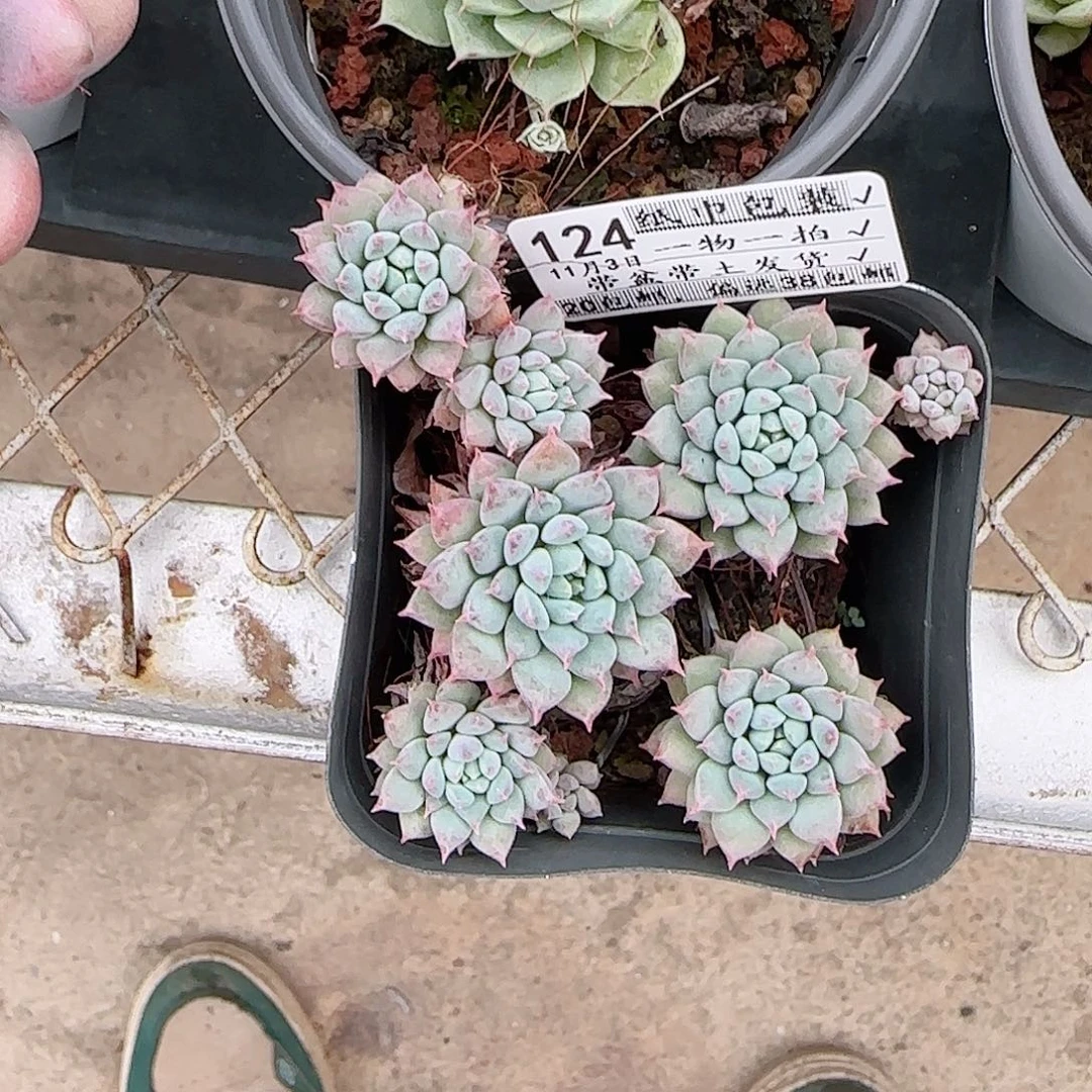 文***哒多肉1103--124散的