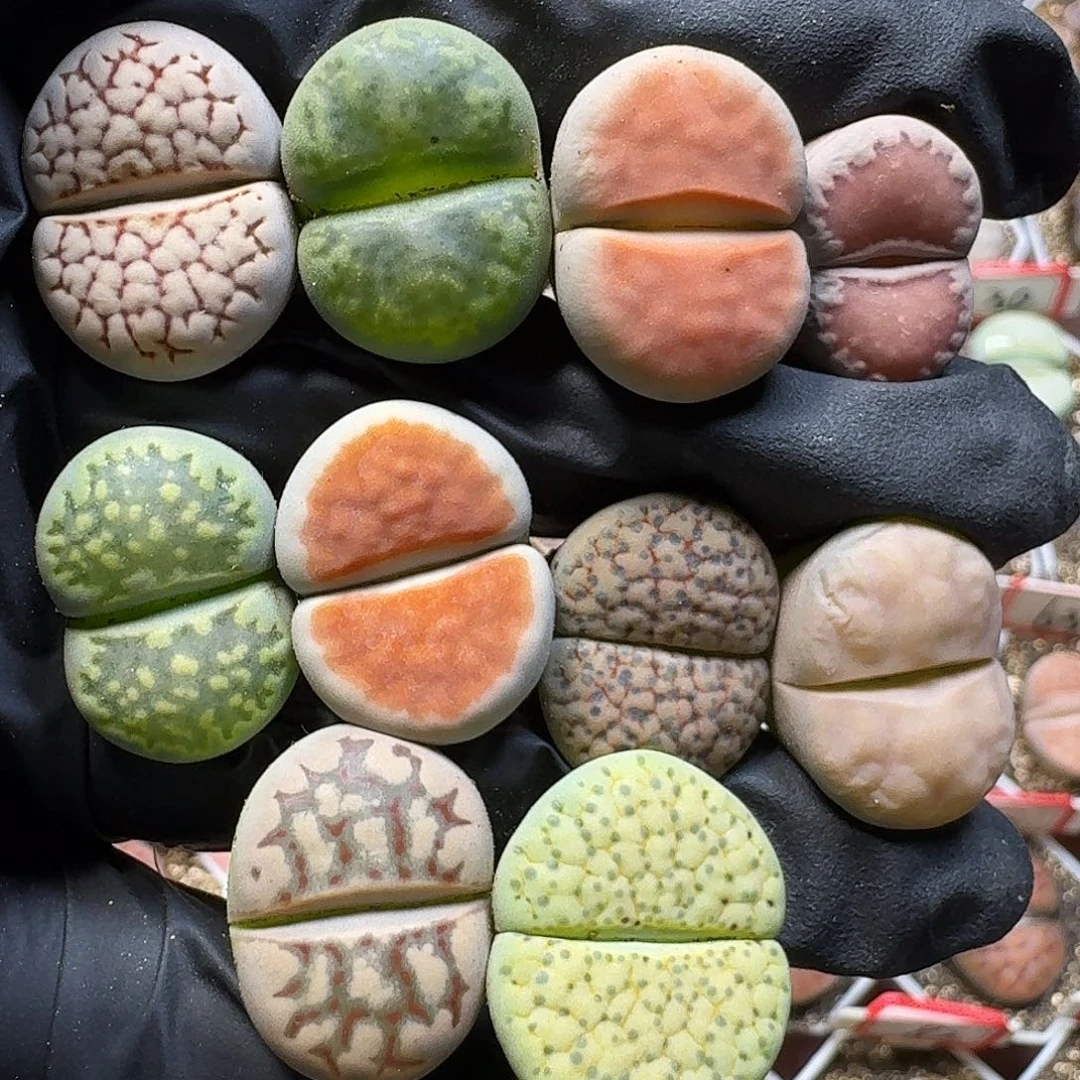 生石花233:：。   76