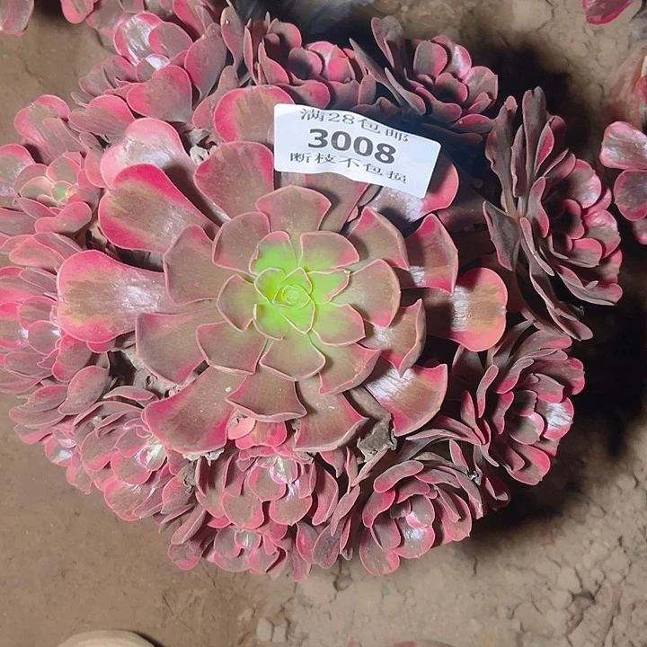 3008爱神多肉植物保护