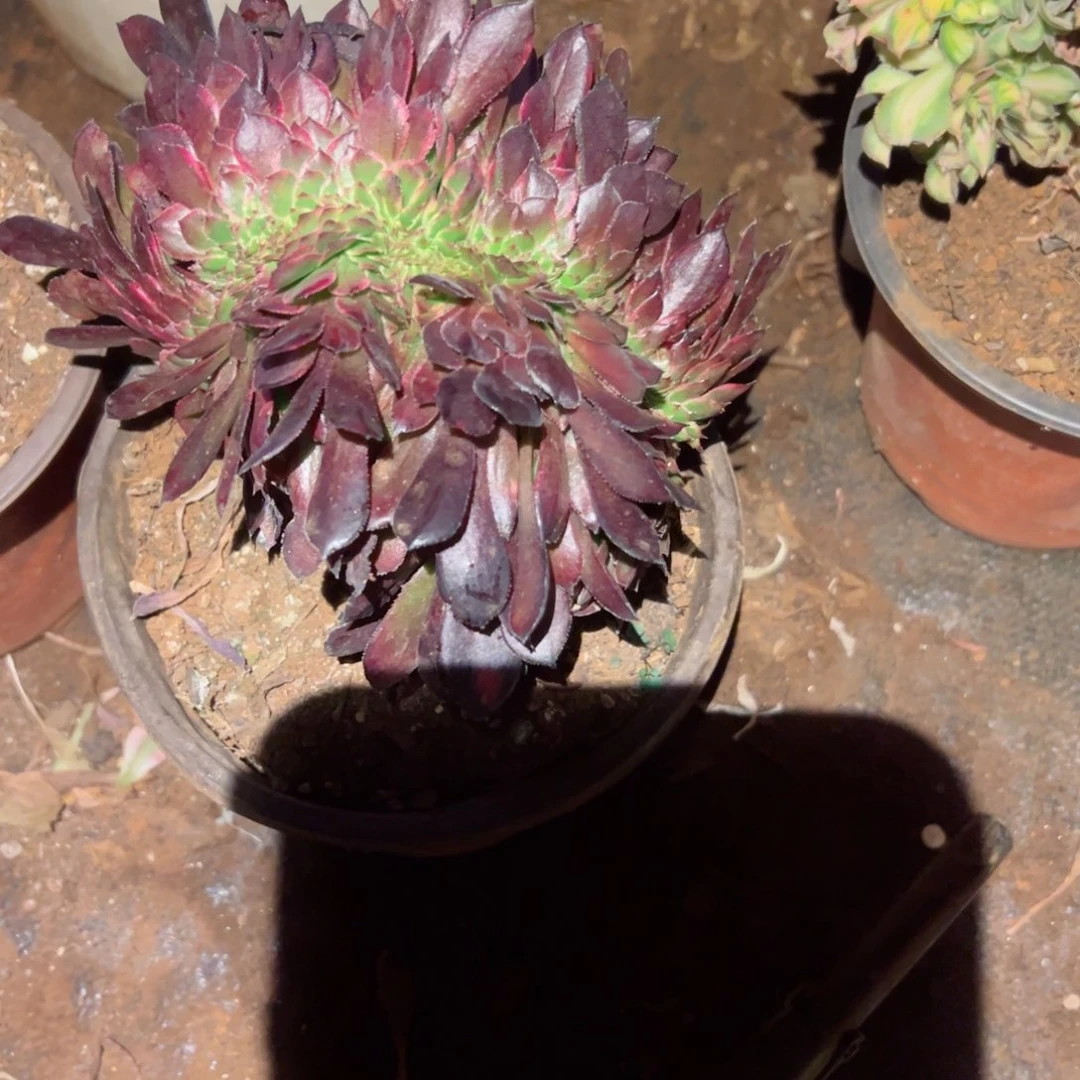 806 号多肉植物法师新年福利