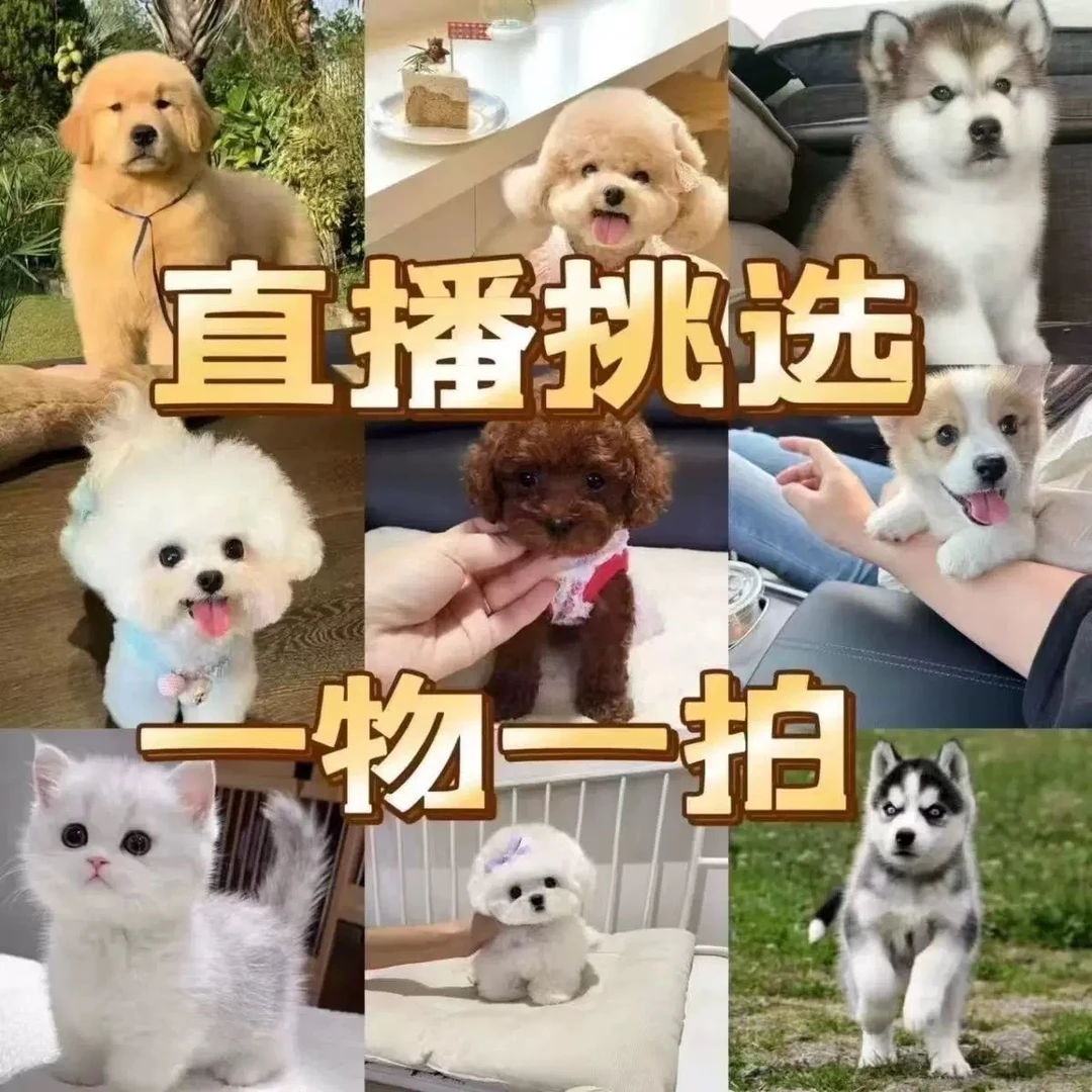 直播间在线挑选宠物狗专用链接