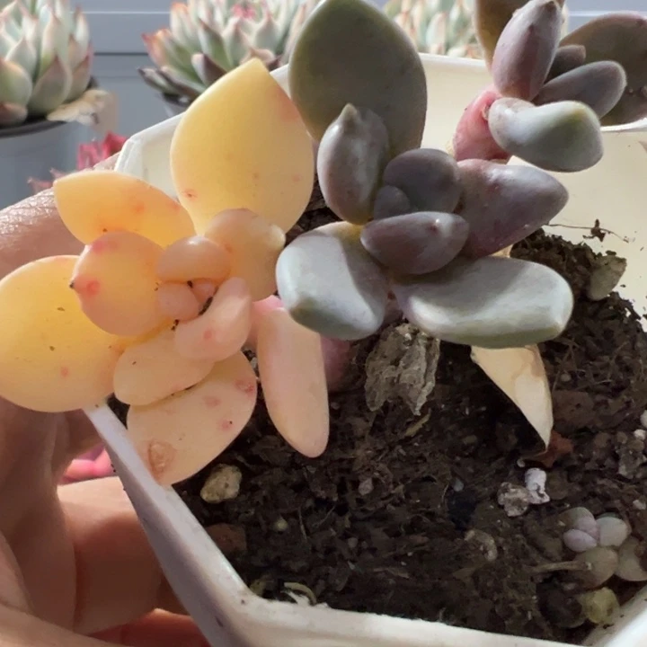 琉璃殿锦多肉植物2508