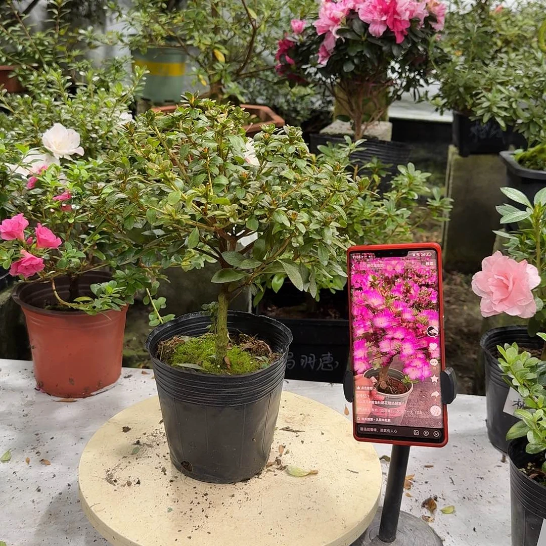 少量花朵（建议范围：2朵-5朵 或40%以下）深山满月杜鹃花