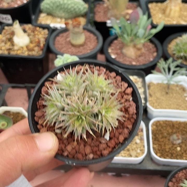 铁***士770玻利维亚坨坨凤