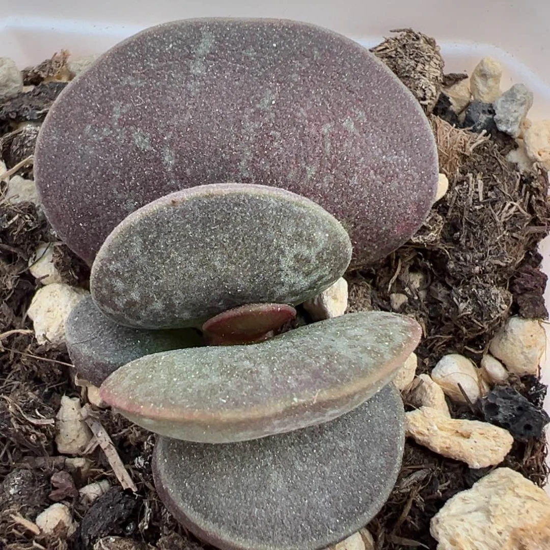 满斑花蛋大苗多肉植物水泡