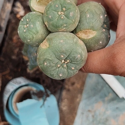 893清棚特价出售哦