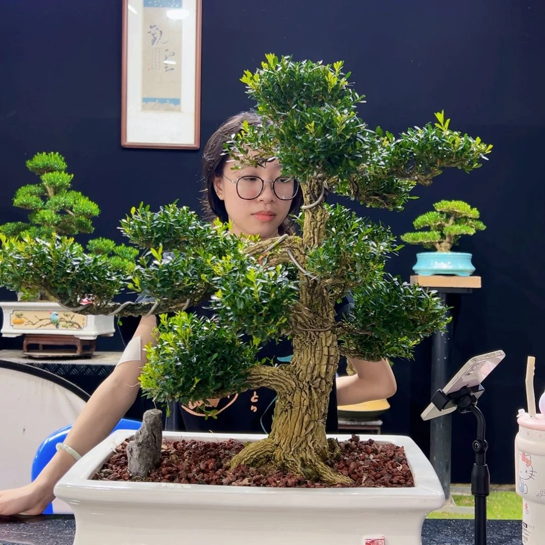 无花朵黄杨盆景四季常绿