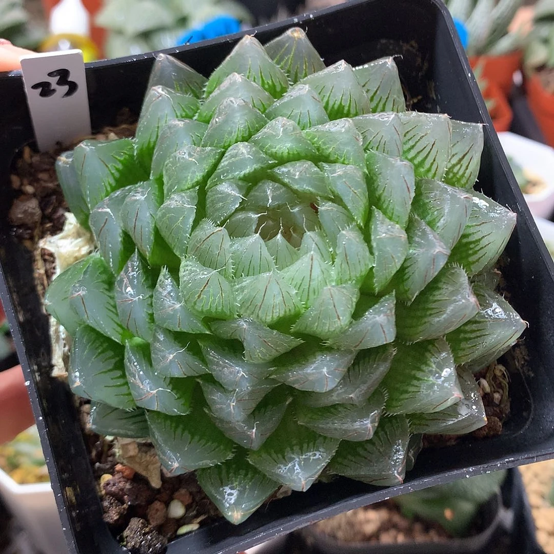 23号玉露一物一拍