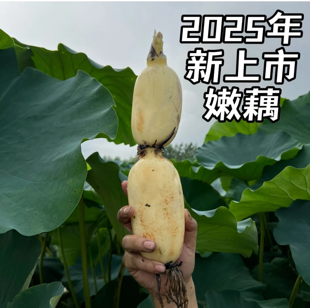 【双11】湖北洪湖新鲜现挖莲藕脆甜爽口可清炒凉拌煮火锅