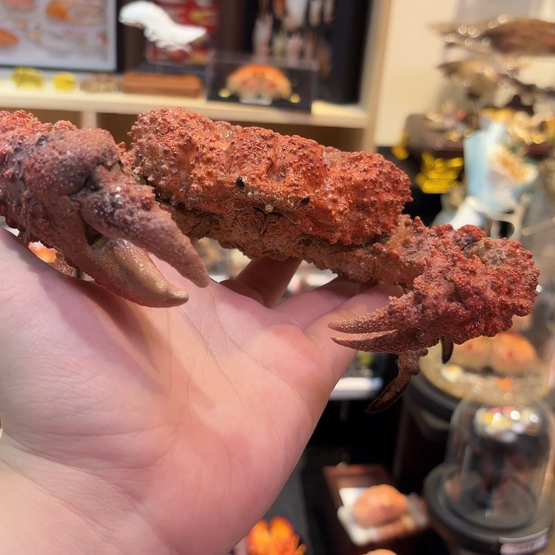 真实石头蟹标本哦