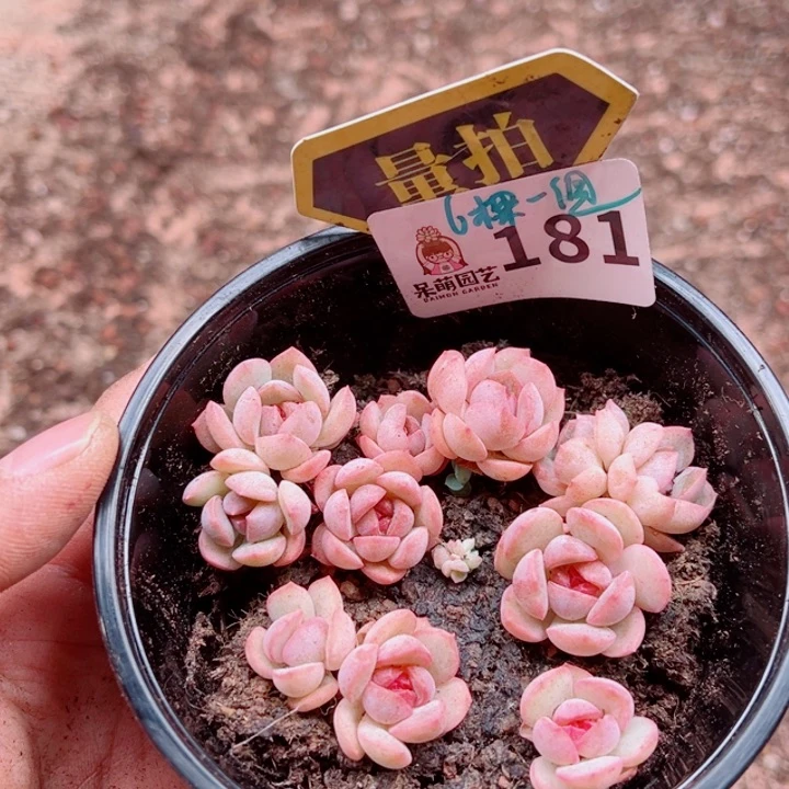 多肉植物多肉植物