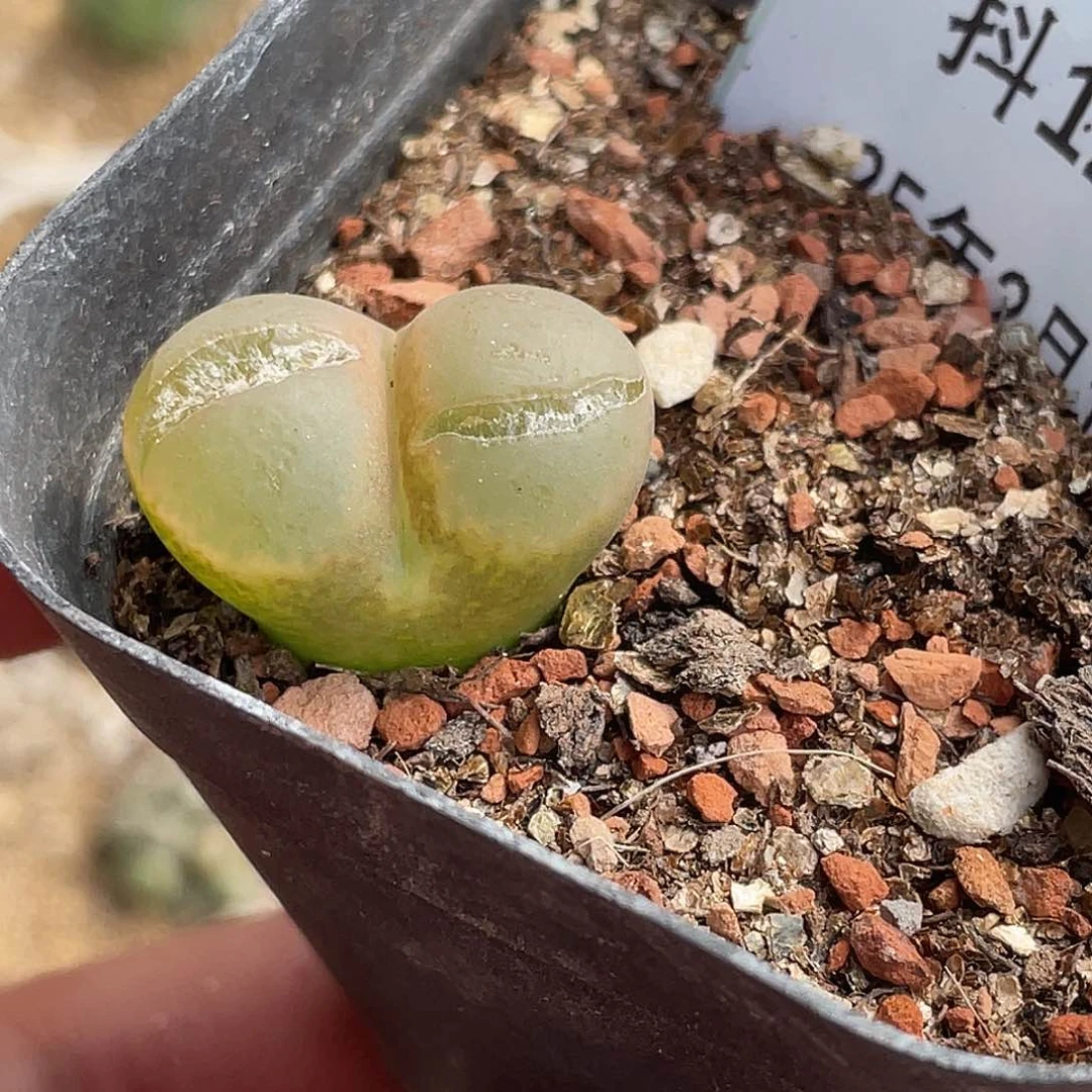 12-48风铃多肉植物