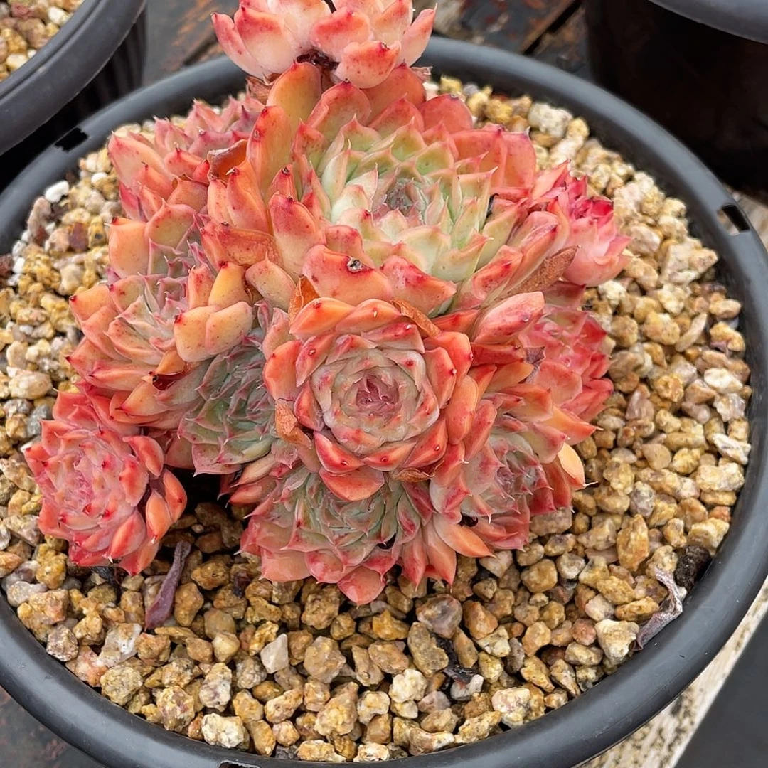 多肉植物一物一拍