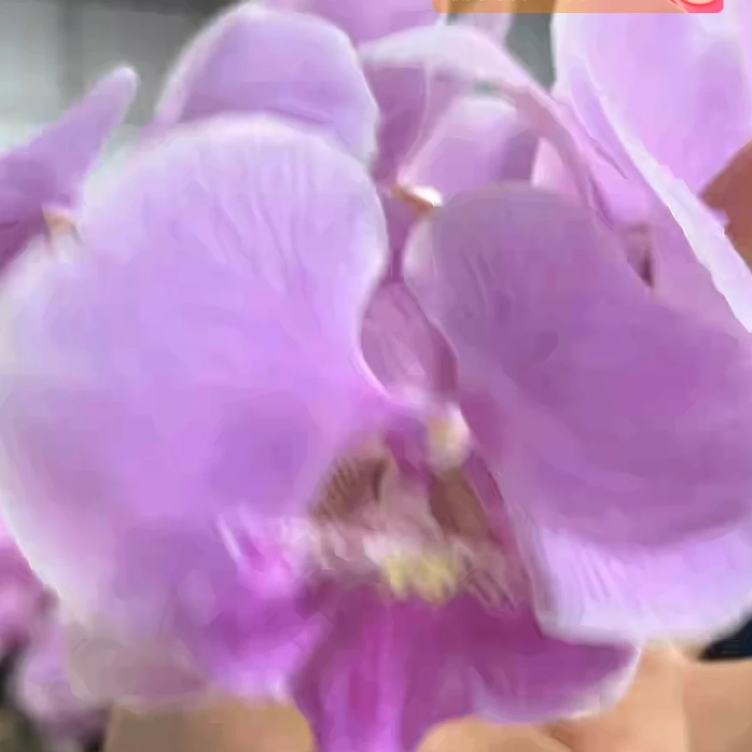 蝴蝶兰——芙蓉(任意两颗包邮只拍一颗发苗)