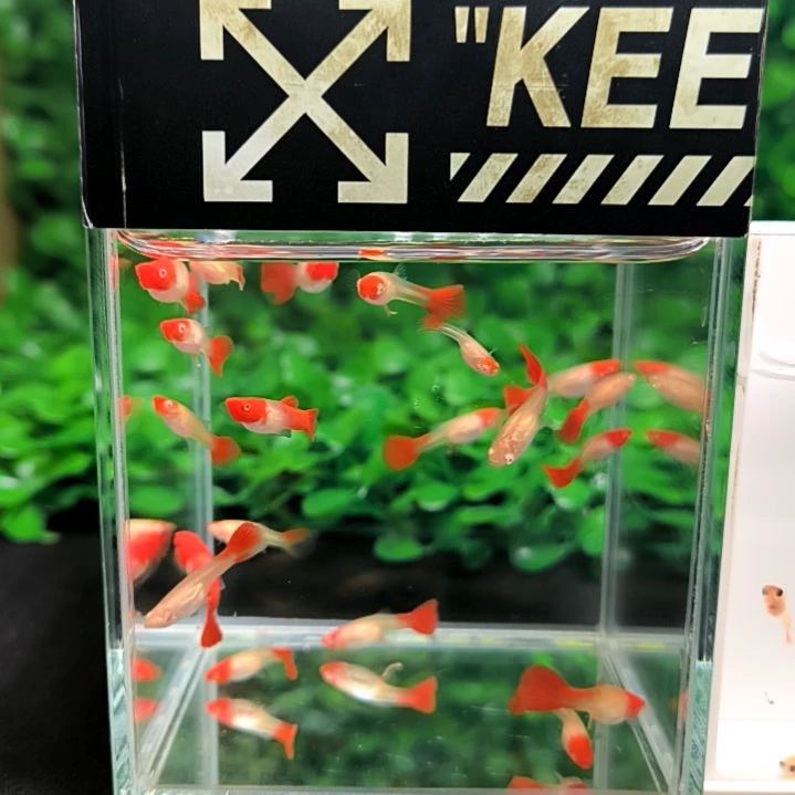 海水鱼精品孔雀鱼，鸿运当头双分水，苗子20条。含5条备损