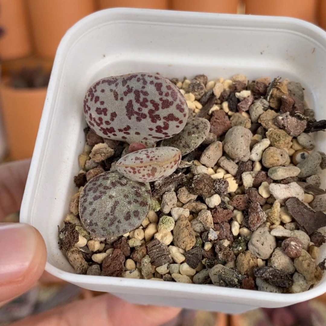 【闪购商品】无花朵