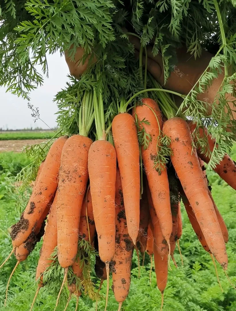 农家新鲜现挖胡萝卜农户自产自销新鲜包邮胡萝卜清脆水果萝卜