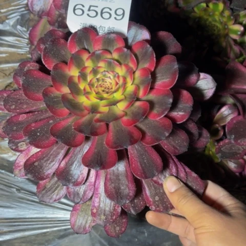 红颜多肉多肉肉6569