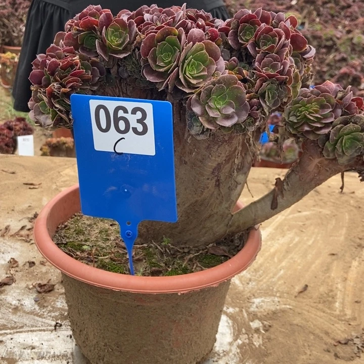 青***姐C063  老桩欧紫锥花