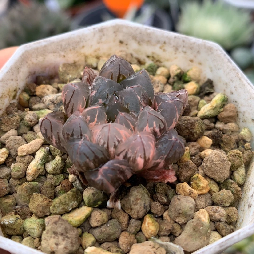北极之光玉露锦，带盆一起