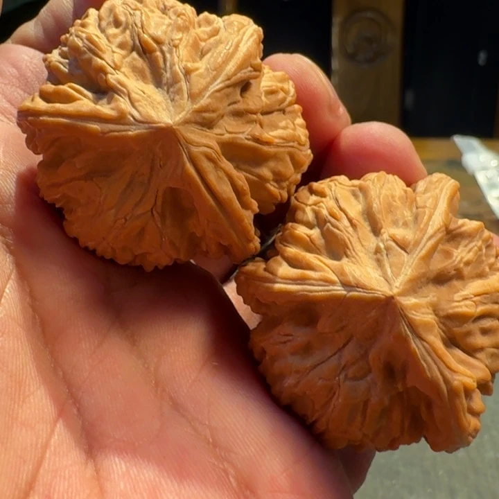 福利福利御龙粗筋三棱39