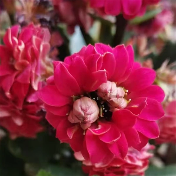 【祥云 8cm小盆】重瓣大花