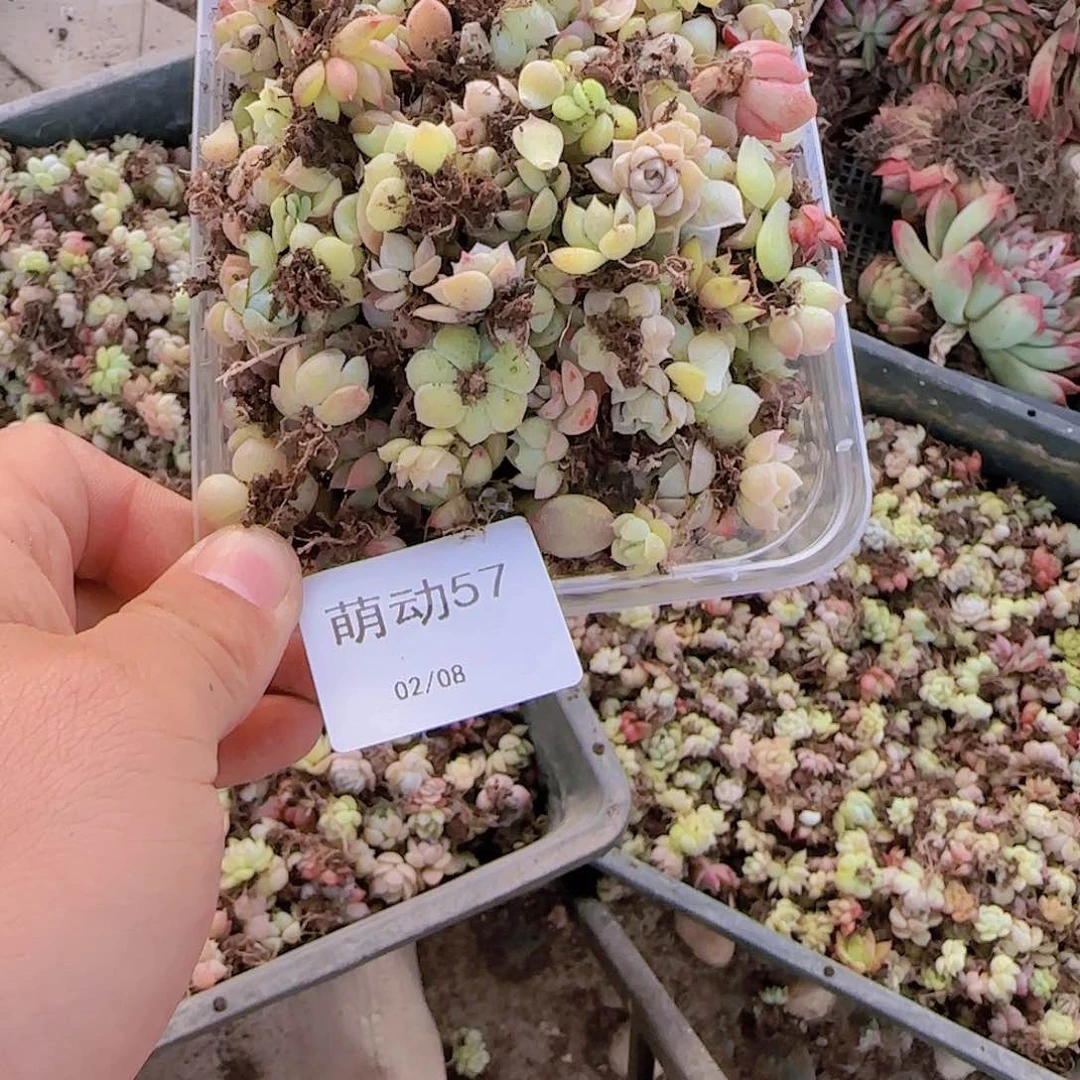 直播一物一拍多肉57