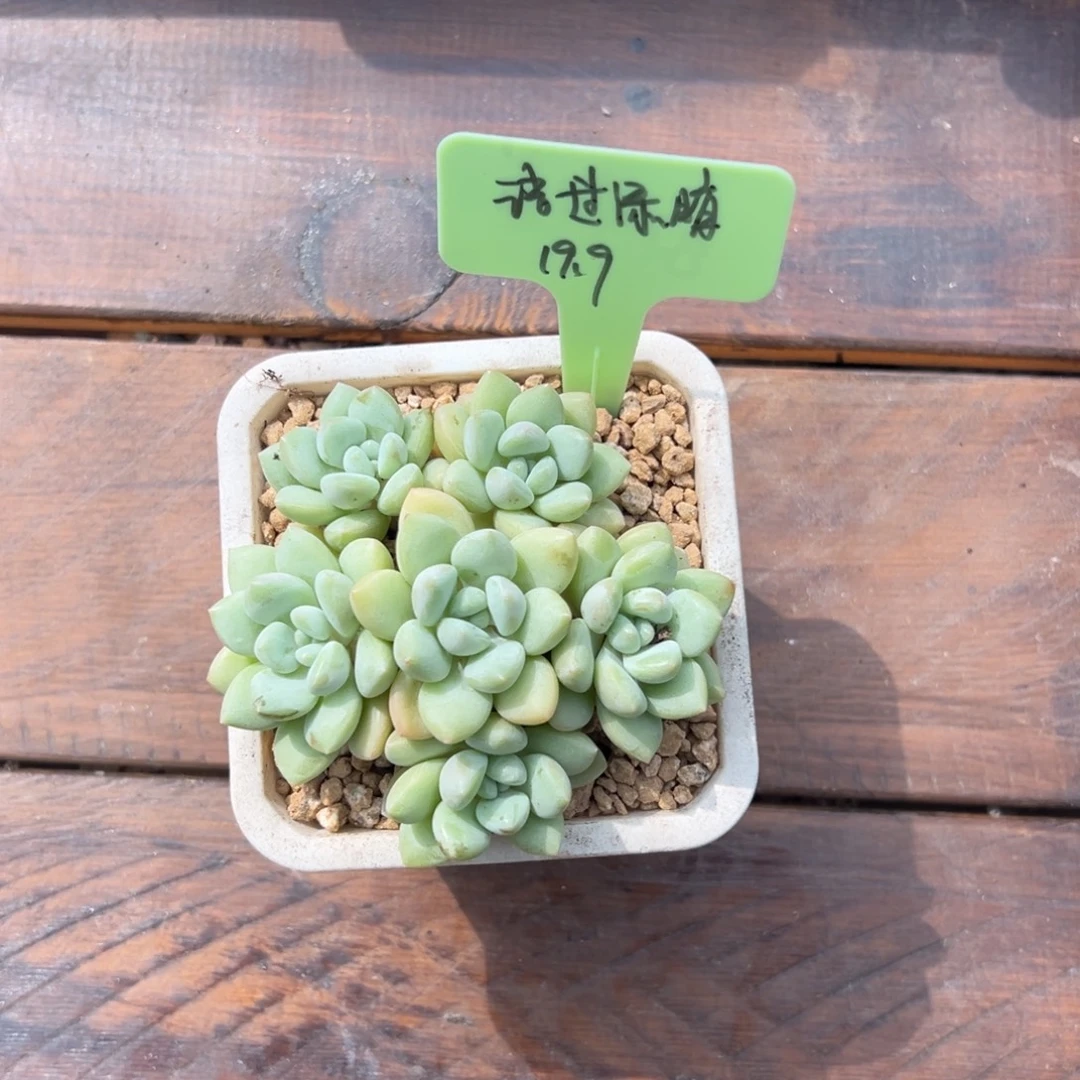 语***晴泡泡糖111111111111