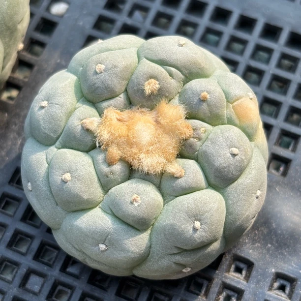 仙人球 有根 一物一拍 985